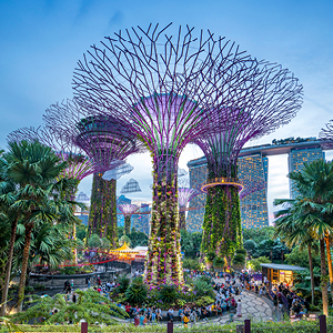 Singapore Trees