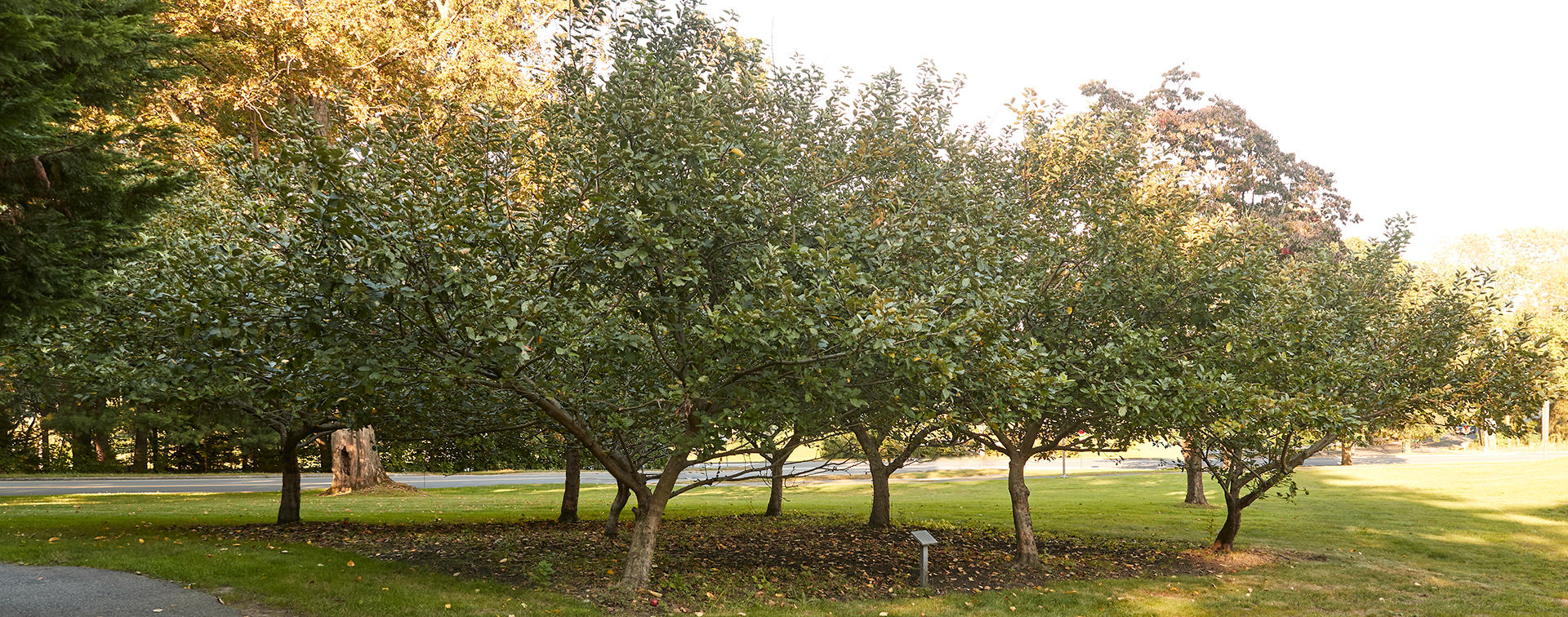 Sir Isaac Newton Apple Tree Grove