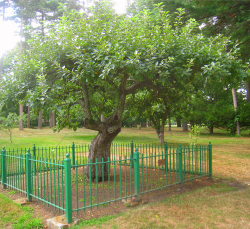 Flower of Kent Apple Tree