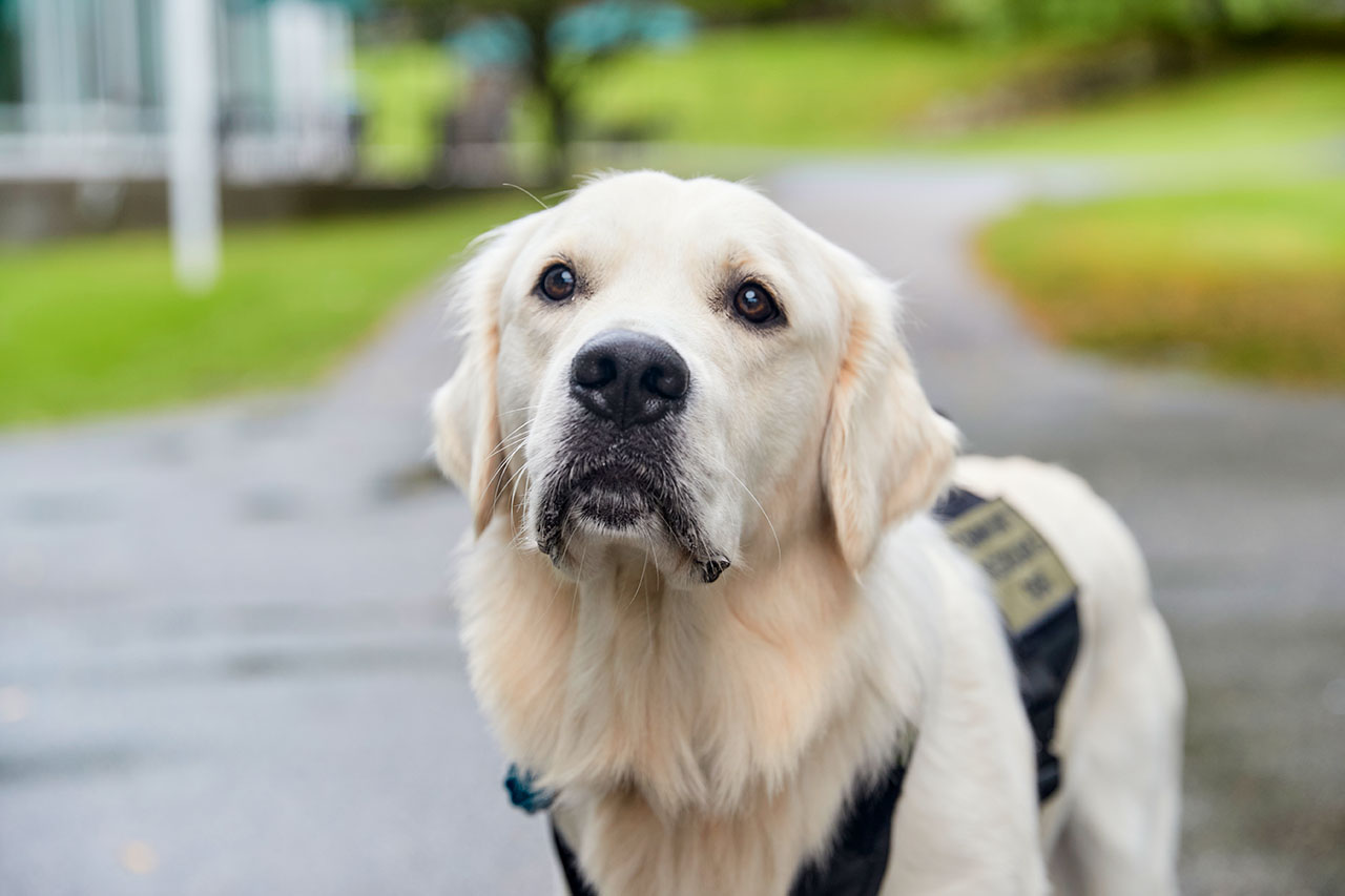 Babson College - Roger the Dog