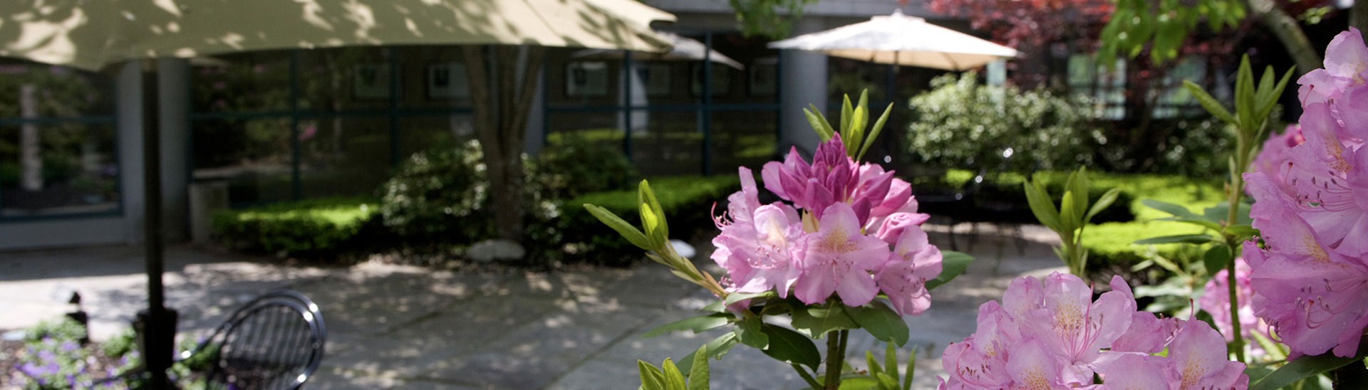 Blossoming flowers in garden with chairs and umbrellas