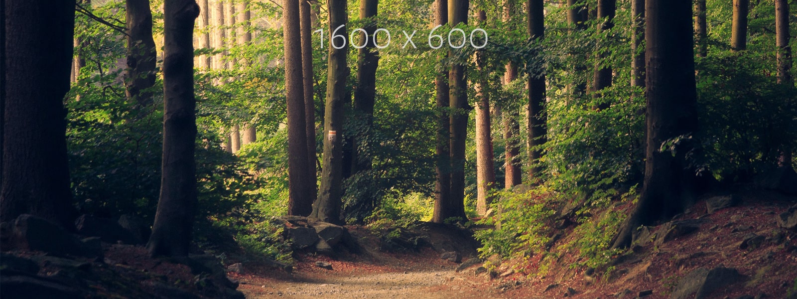 1600 x 600 trees