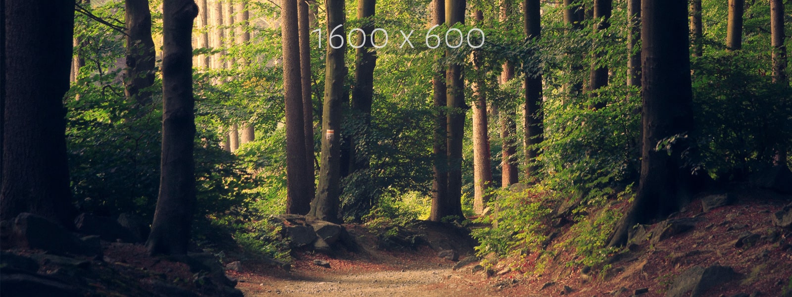 1600x600-trees-1-min.jpg 1600 x 600 trees