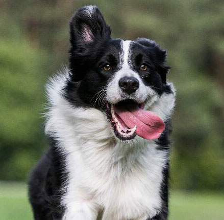 border collie